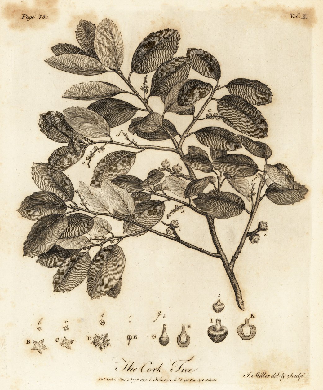 Parafa tölgy, Quercus suber. alkotó: Johann Sebastien Muller