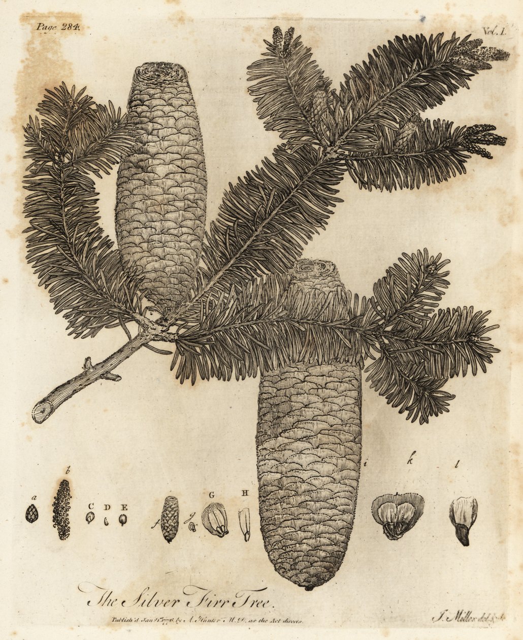 európai ezüstfenyő, Abies alba. alkotó: Johann Sebastien Muller