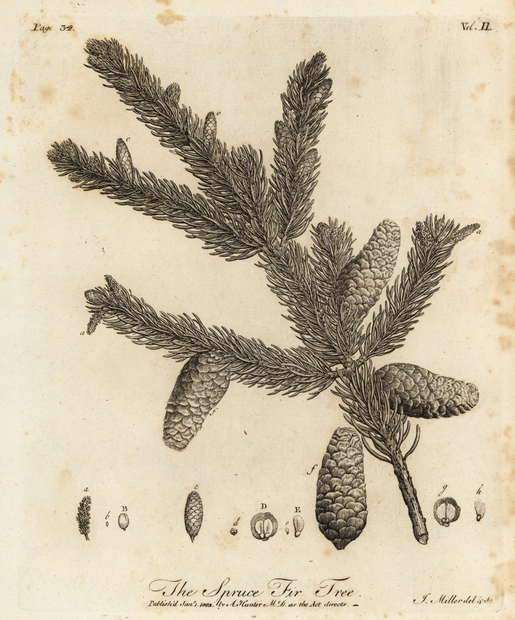 Norvég lucfenyő vagy európai lucfenyő, Picea abies alkotó: Johann Sebastien Muller