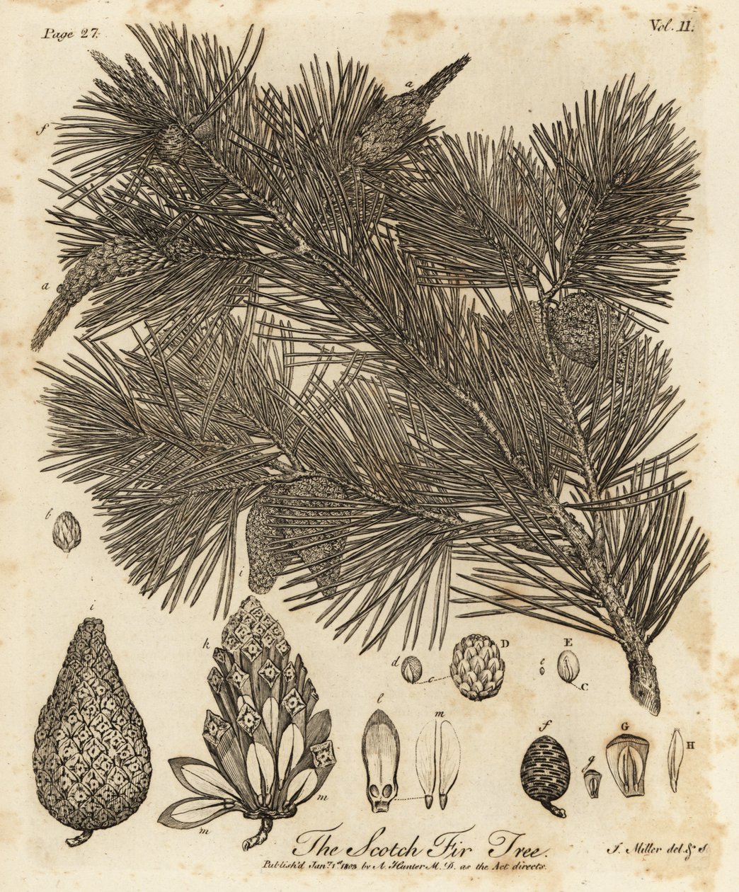 Erdei fenyő, Pinus sylvestris. alkotó: Johann Sebastien Muller