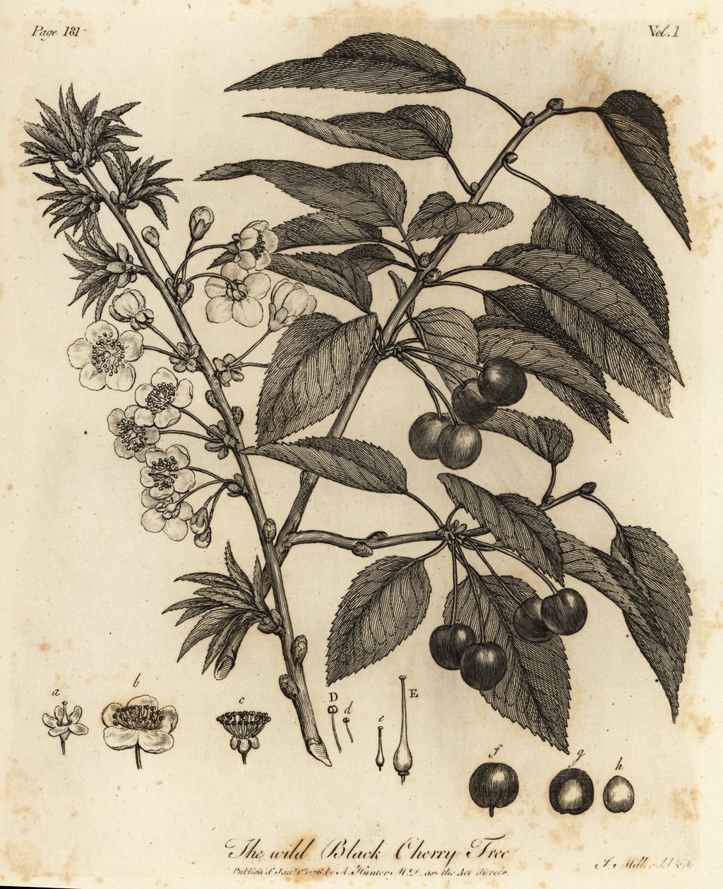 Meggy, meggy vagy törpe cseresznye, Prunus cerasus. alkotó: Johann Sebastien Muller
