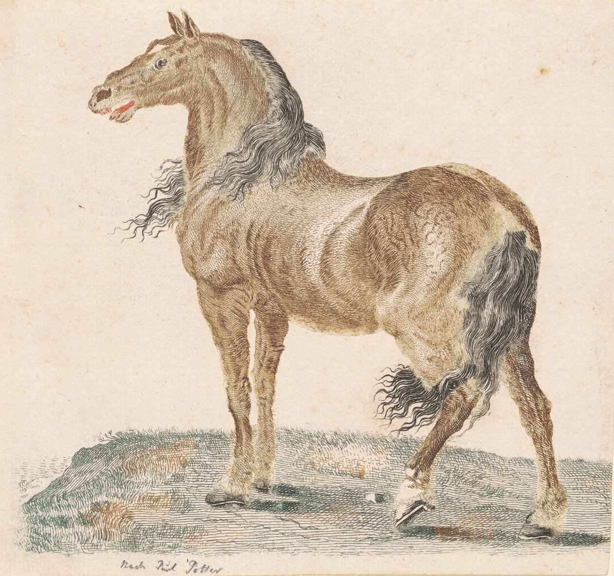 A szomszéd ló alkotó: Johann Teyler, after Paulus Potter