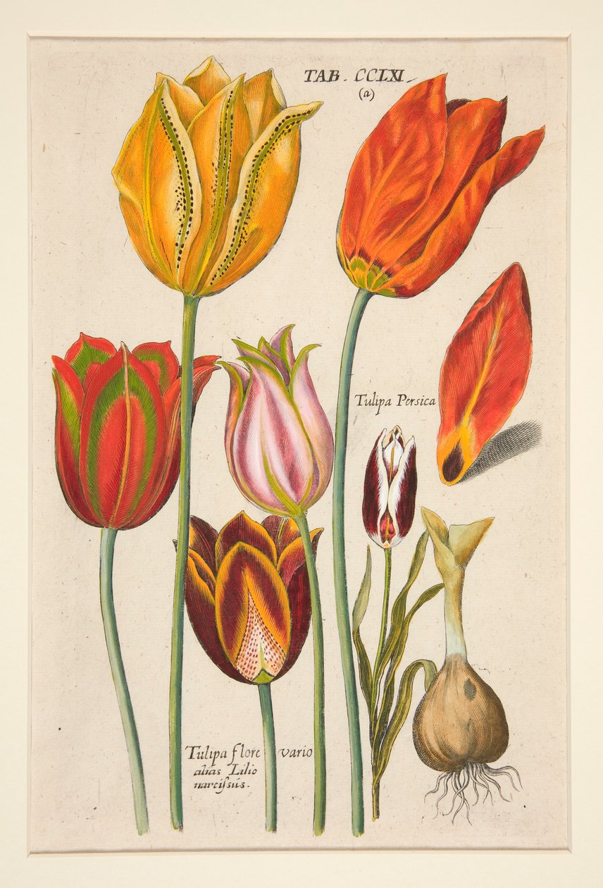 Egy új Florilegium, ez a Virágok és Növények Különféle és Legnagyobb sugarai (Viráglemez); (Tulipán); 81 tányéros készletből alkotó: Johann Theodor de Bry