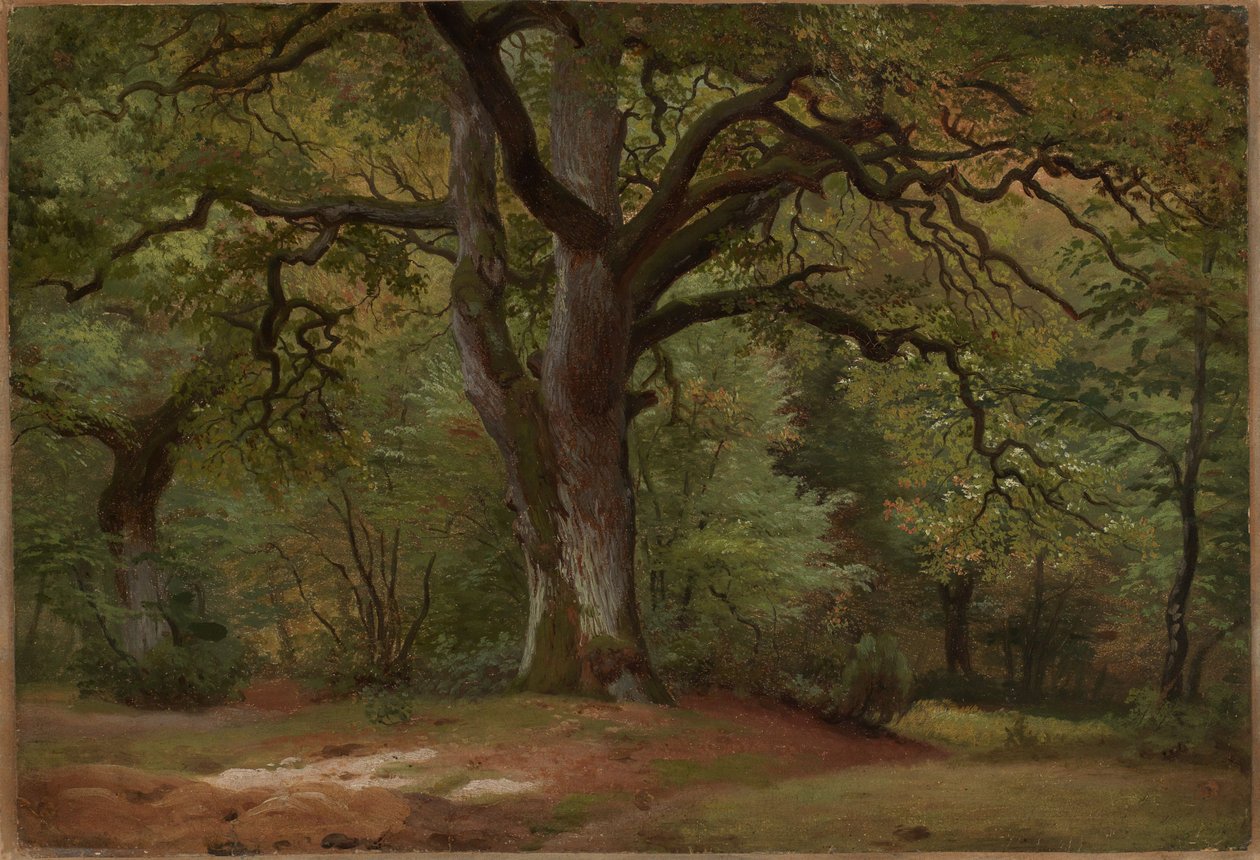 Tölgyerdő a Sollingban alkotó: Johann Wilhelm Schirmer