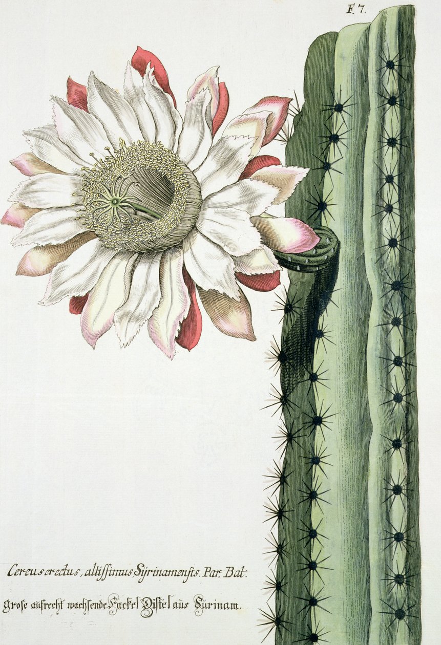 Cereus Erectus Altissimus Syrinamensis a Phythanthoza Iconographica-ból, amely Németországban jelent meg, 1737-45 alkotó: Johann Wilhelm Weinman
