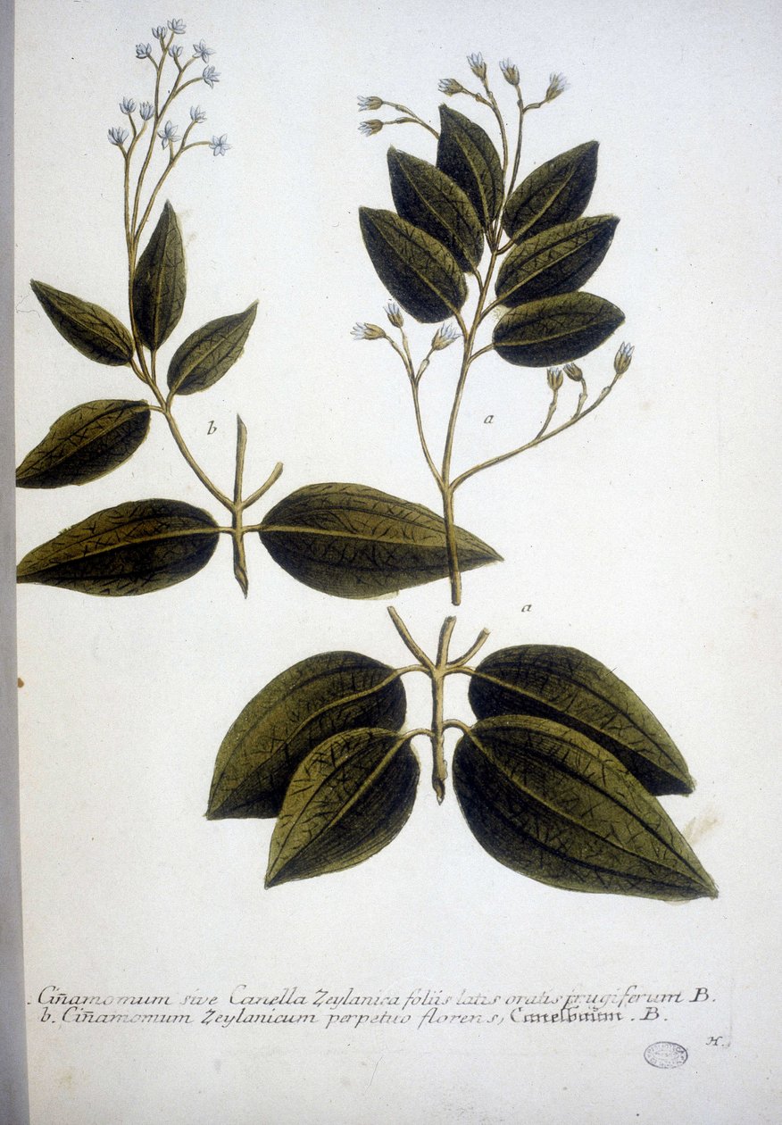 Cinnamomum Zeylanicum (Ceylon Cinnamomum) - A Herbárium metszete J.W. Weinmann 1737-ben. alkotó: Johann Wilhelm Weinman