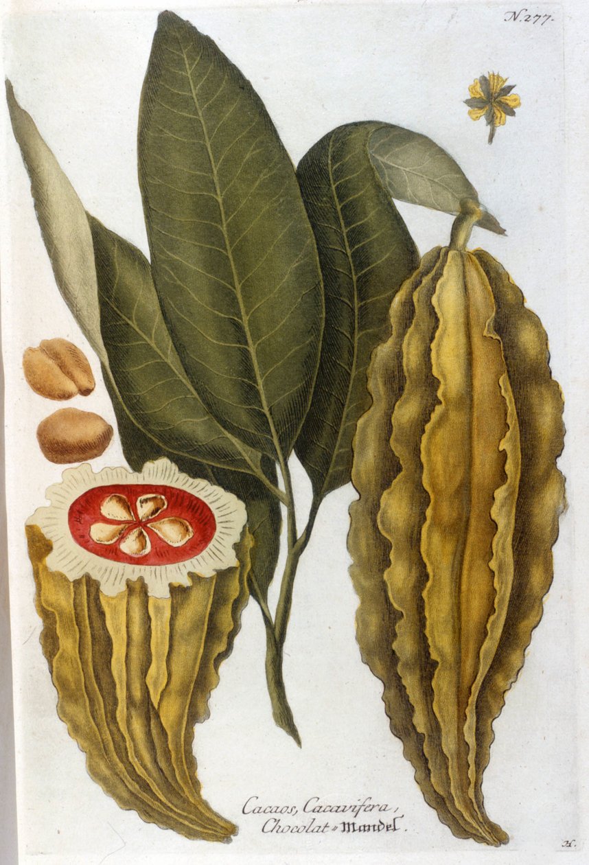 Kakaó – J. W. Weinmann Herbier-ben alkotó: Johann Wilhelm Weinman