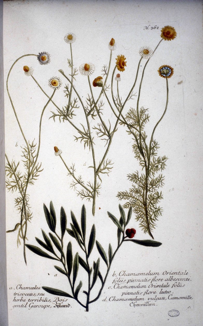 Számos Chamaemelum (kamilla) faja – J.W.Weinmann „” Herbáriumában 1737-ben. alkotó: Johann Wilhelm Weinman