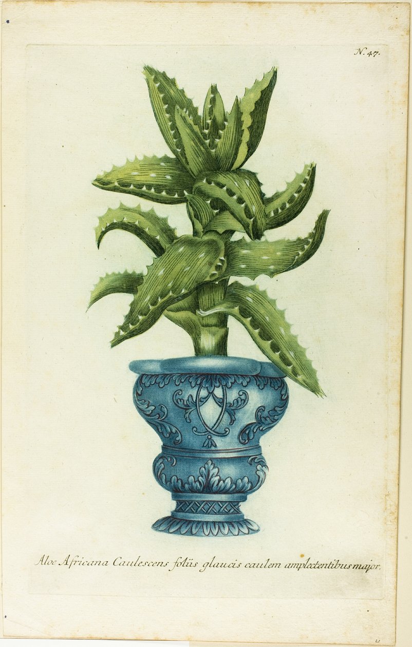 Afrikai Aloe, 47-es lemez a Phtanthoza Iconographia-tól alkotó: Johann Wilhelm Weinmann