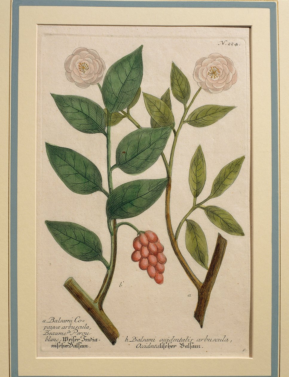 Nyugati balzsamcserje, színes metszet alkotó: Johann Wilhelm Weinmann
