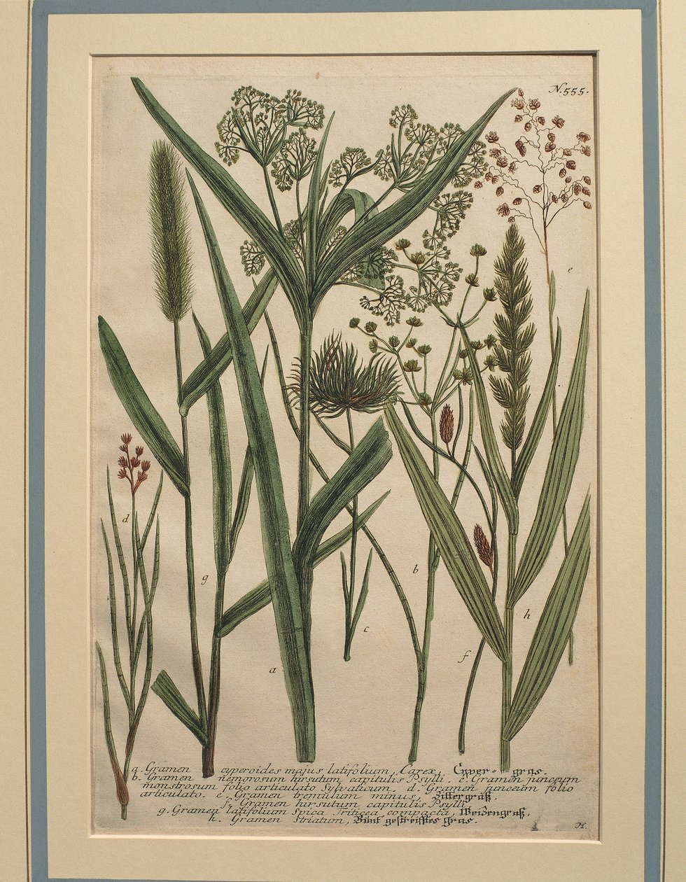 Bermudafű (Cynodon dactylon), színes metszet alkotó: Johann Wilhelm Weinmann