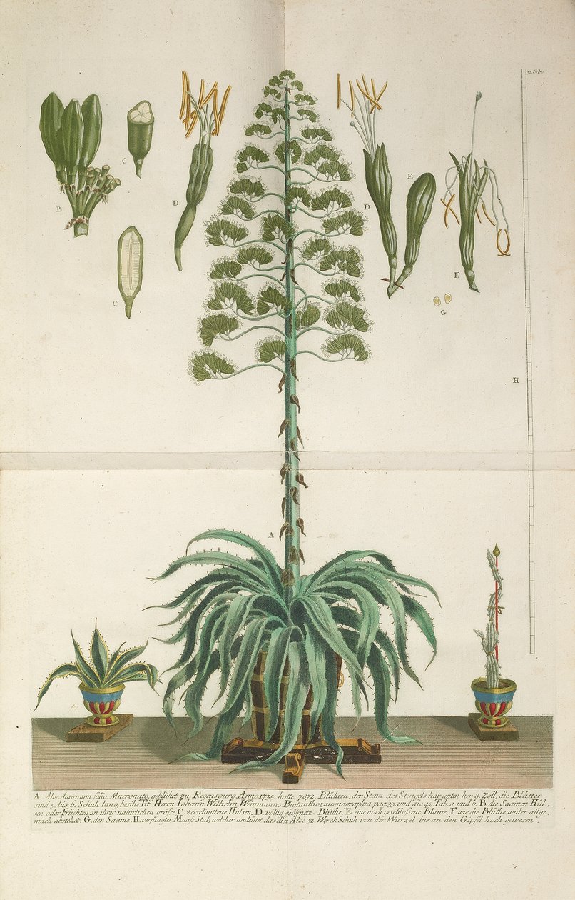Aloe Americana folio Mucronato vésett és mezzotint lemeze, c. 1735-1737 alkotó: Johann Wilhelm Weinmann