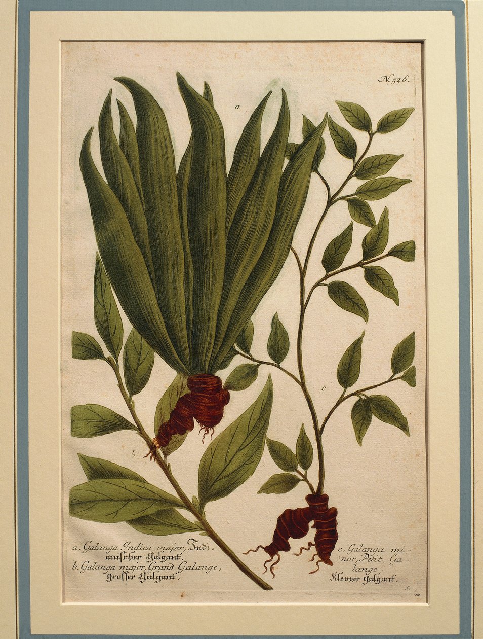 Nagy-galangal (Alpinia galanga), Galanga Indica major és Galanga major, színes metszet alkotó: Johann Wilhelm Weinmann