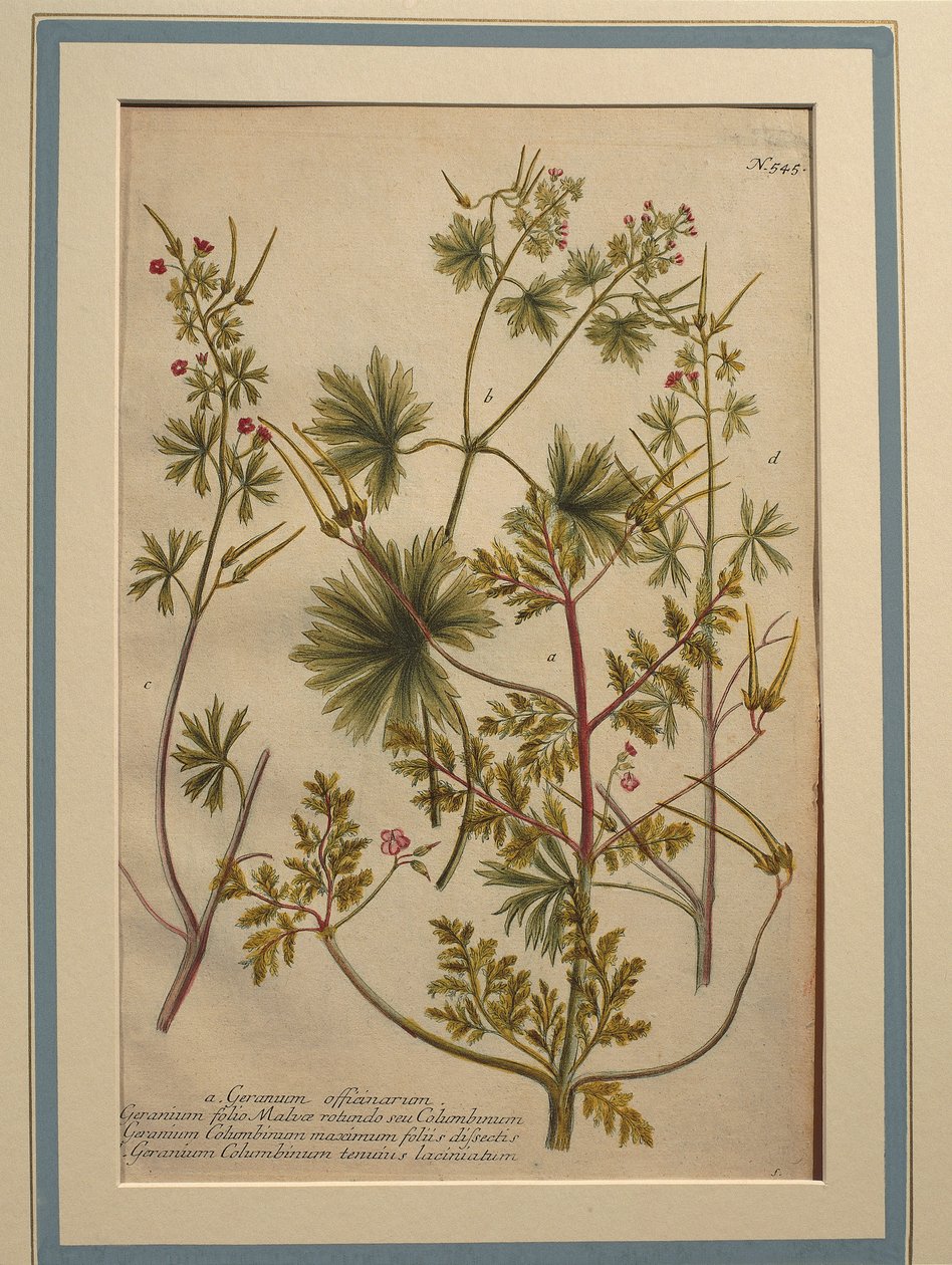 Herb Robert (Geranium robertianum), színes metszet alkotó: Johann Wilhelm Weinmann