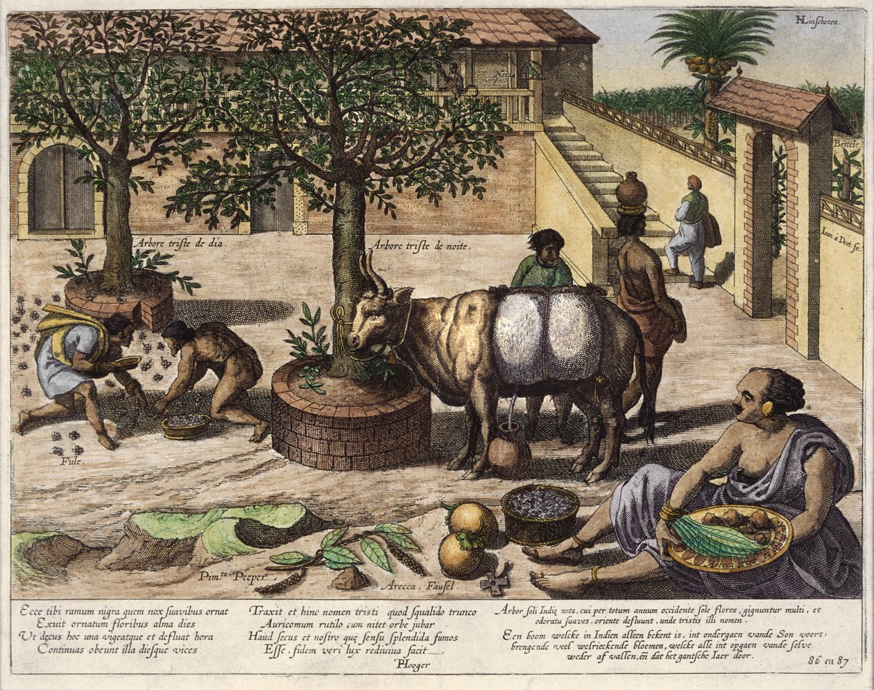 Indiai termék, illusztráció a „Jan Huyghen van Linschoten, His Course of Voyages into the East and West Indies” című könyvből, 1579-92 (színes metszet) alkotó: Johannes Baptista van Doetechum the Younger