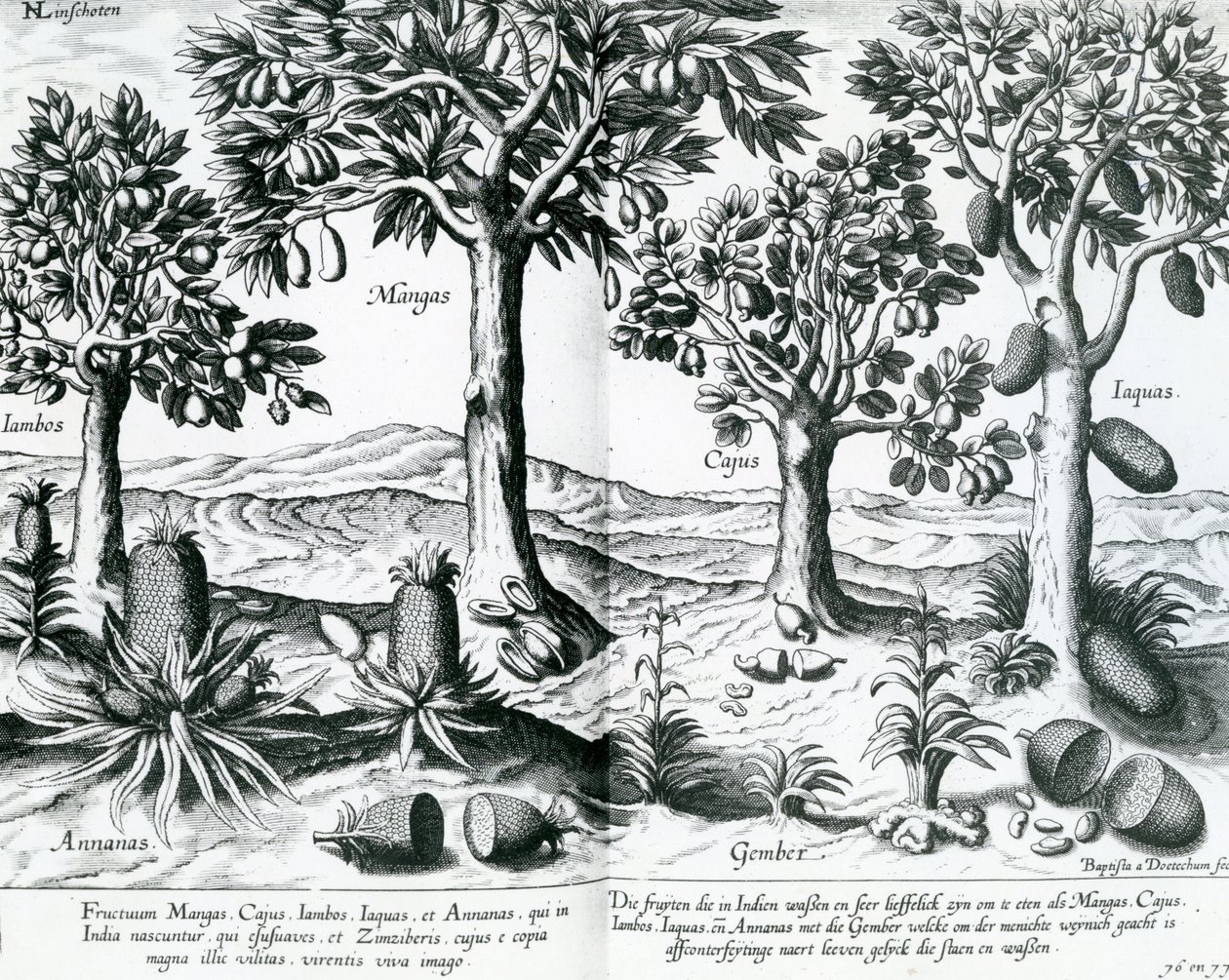 Trópusi gyümölcsfák, 1596 alkotó: Johannes Baptista van Doetechum the Younger