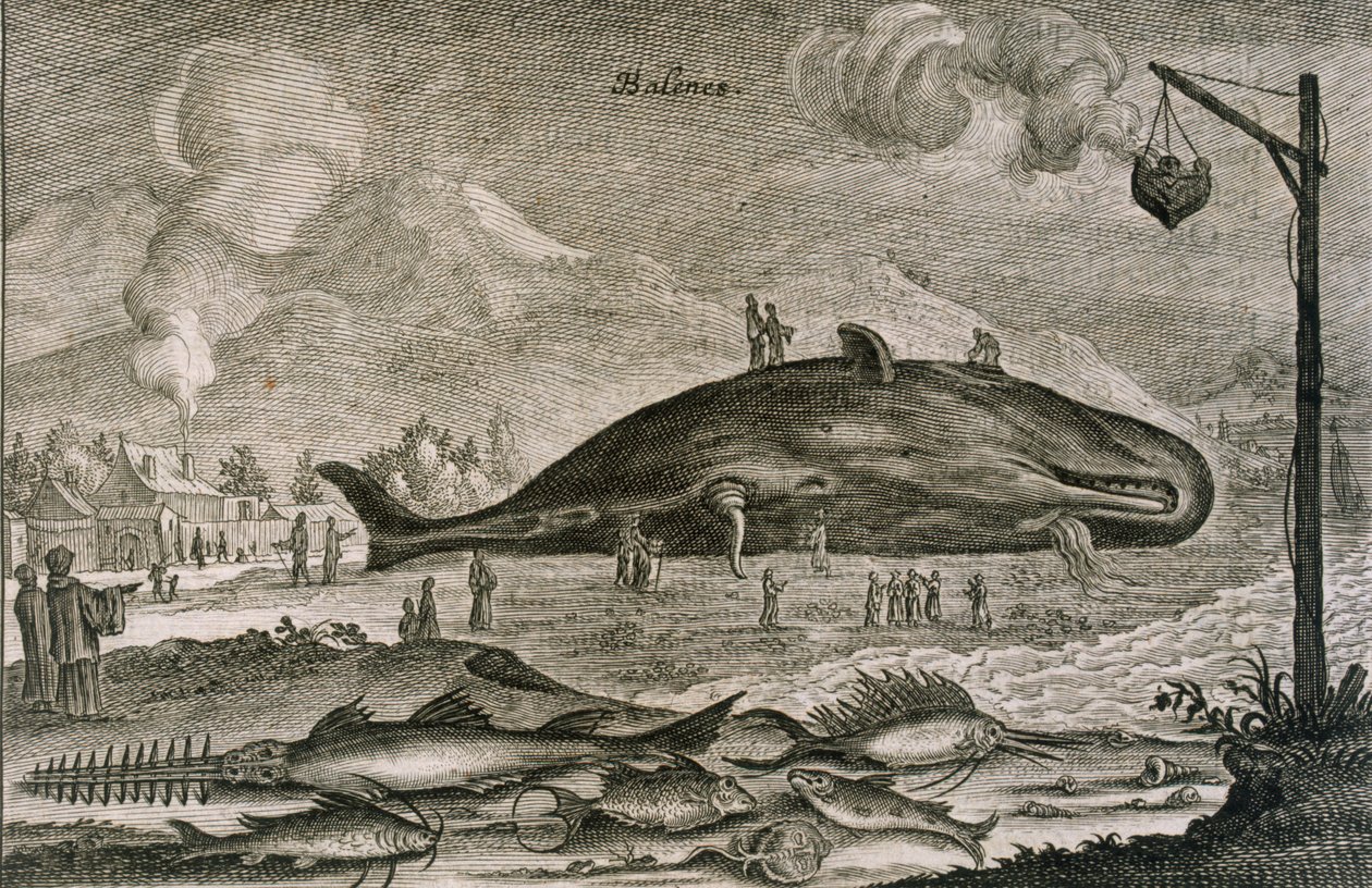 Egy partra vetett sperma bálna különféle halakkal a kínai vizekből, 1665 alkotó: Johannes Nieuhoff
