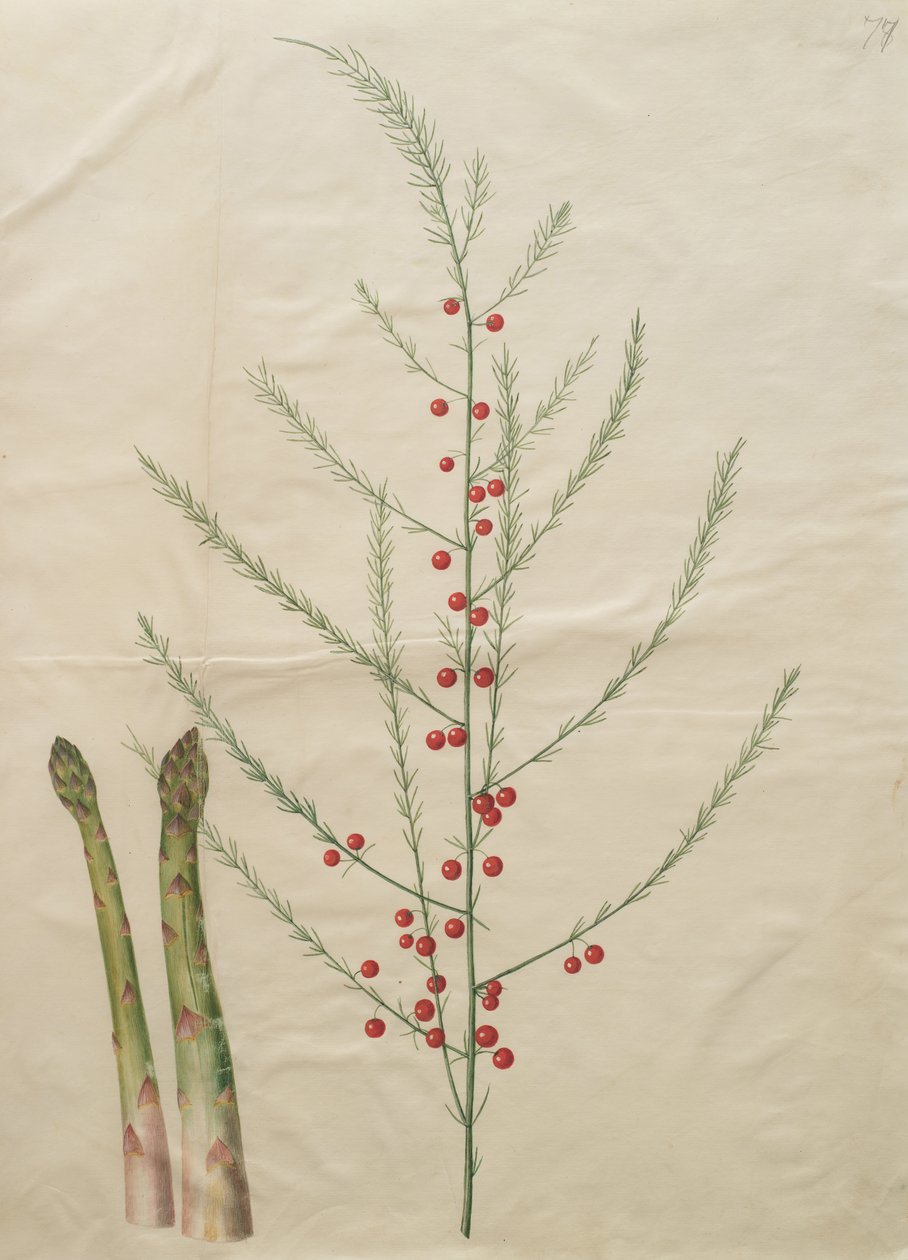 Spárga officinalis alkotó: Johannes Simon Holtzbecher