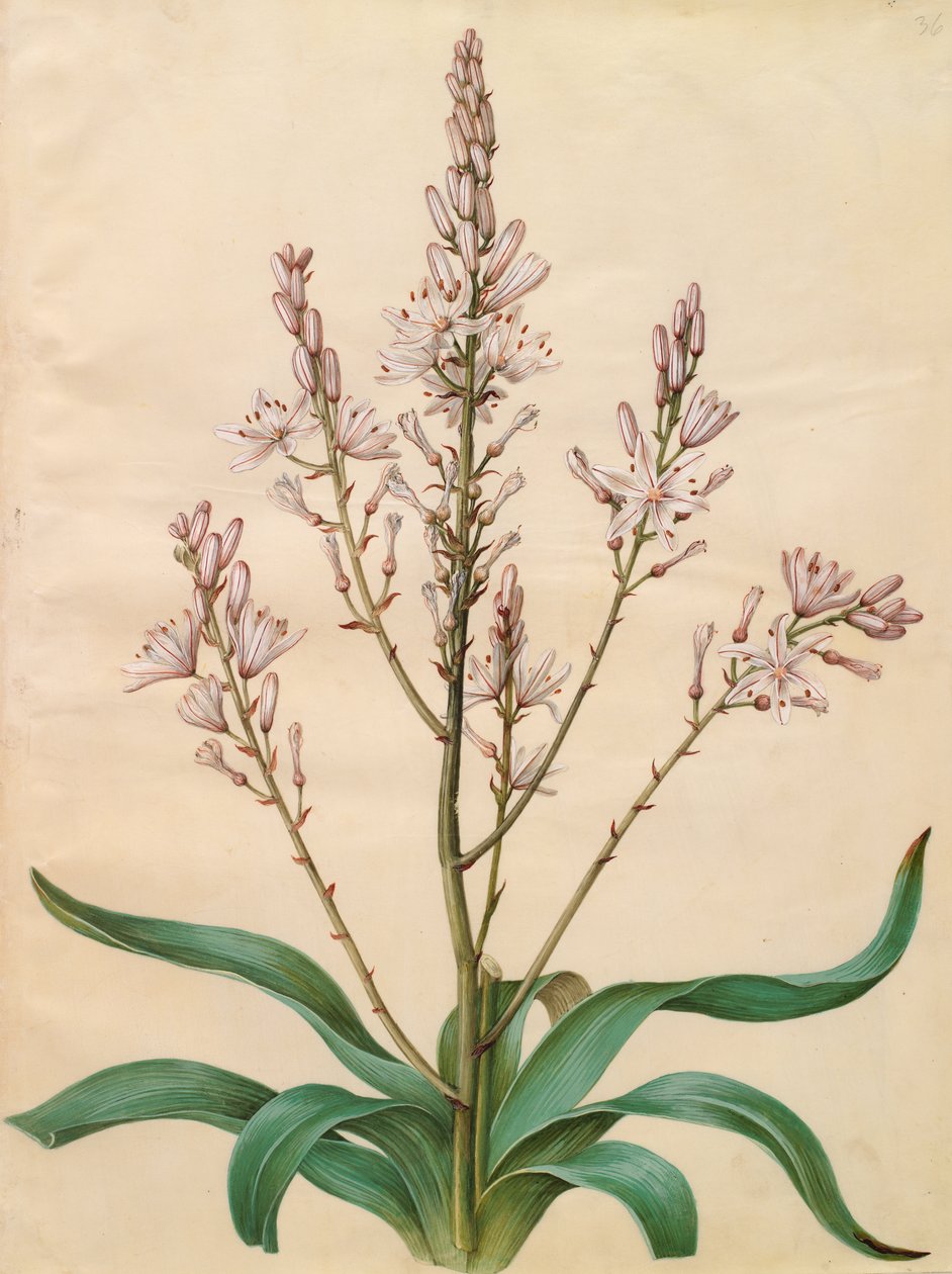 Asphodelus ramosus alkotó: Johannes Simon Holtzbecher
