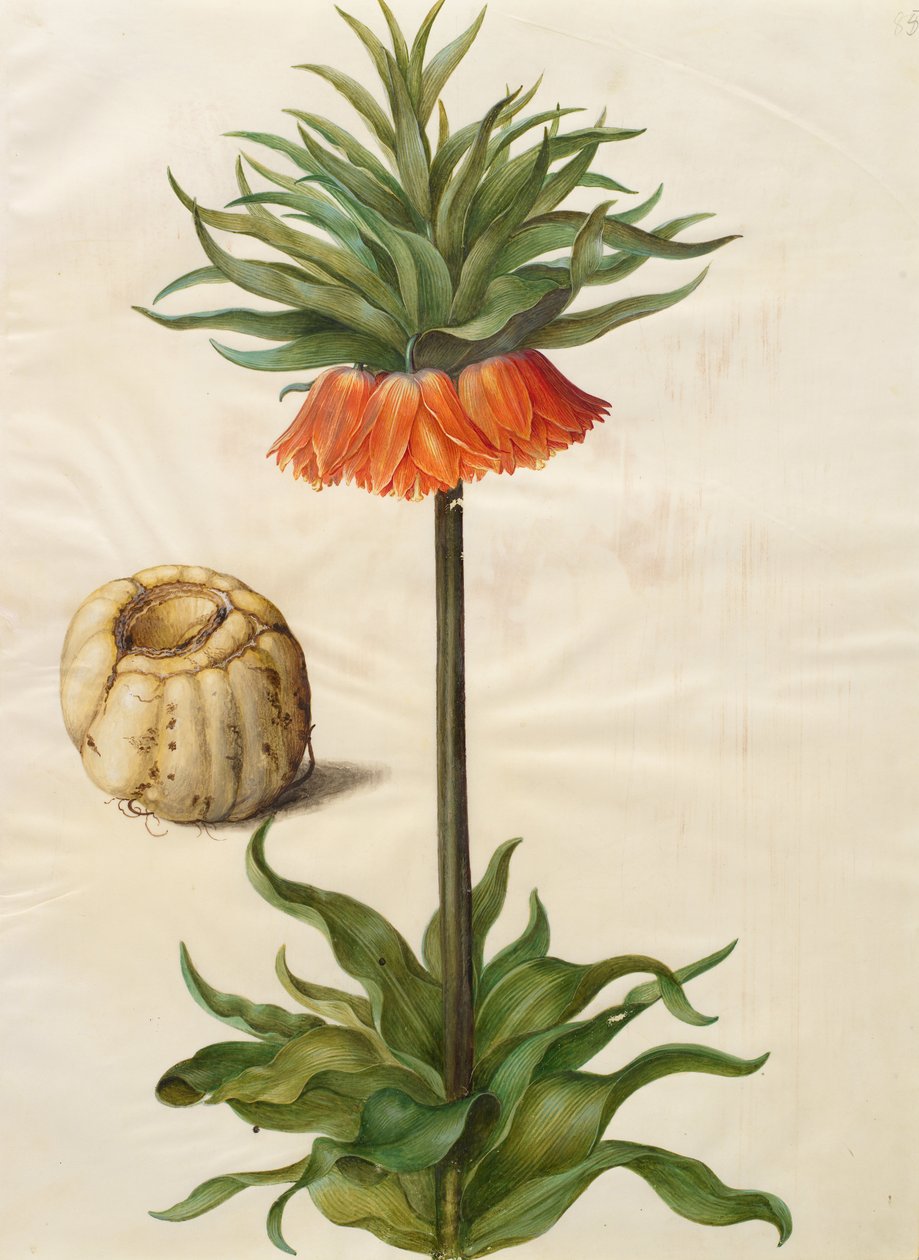 Fritillaria imperialis alkotó: Johannes Simon Holtzbecher