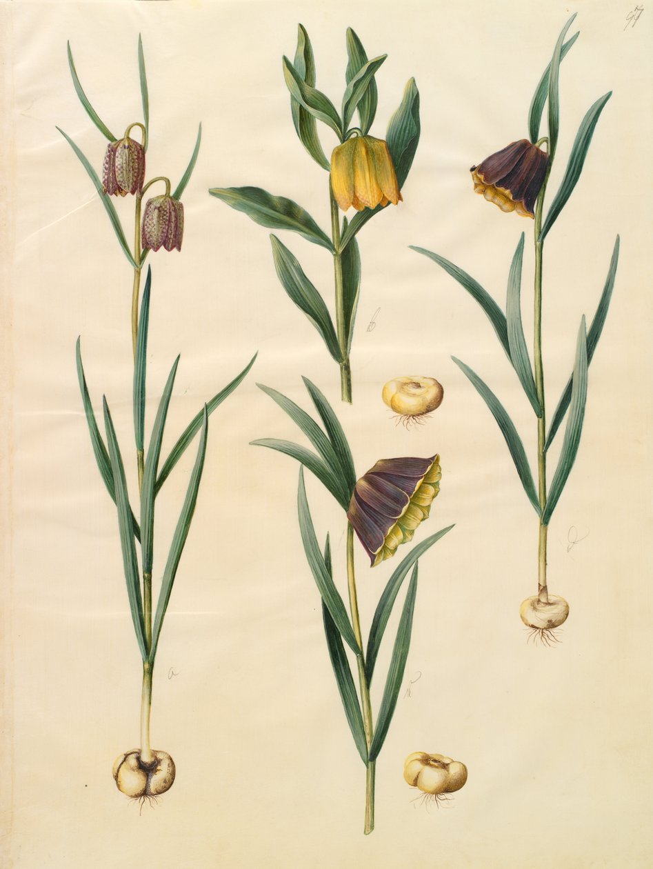 Fritillaria meleagris alkotó: Johannes Simon Holtzbecher