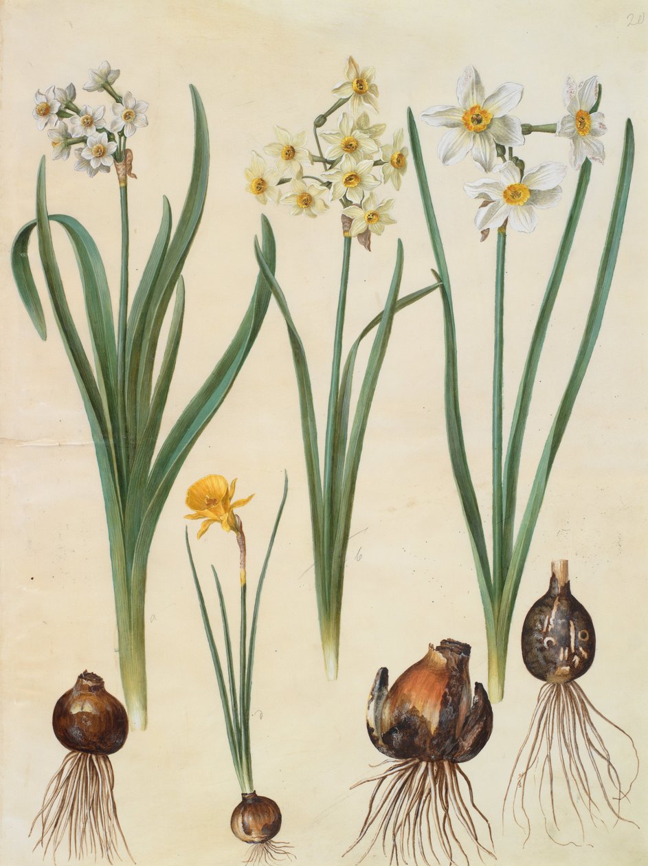Narcissus tazetta alkotó: Johannes Simon Holtzbecher