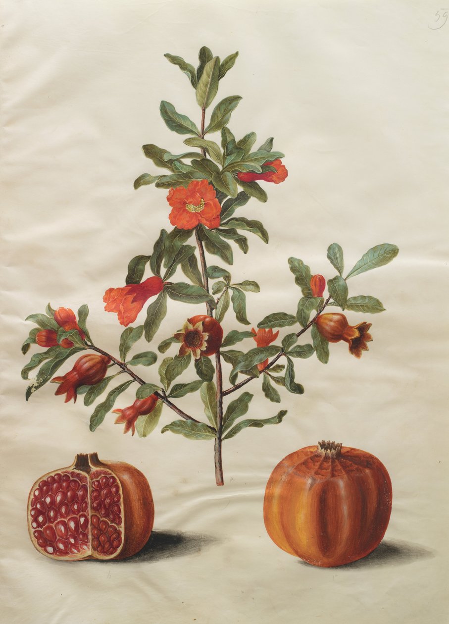 Punica granatum simp és pl alkotó: Johannes Simon Holtzbecher