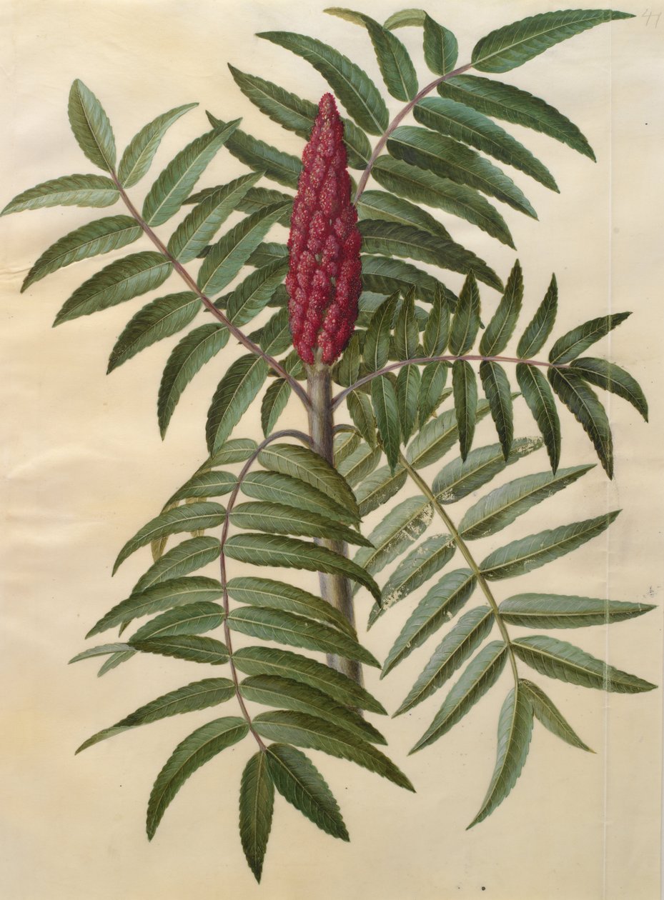 Rhus typhina alkotó: Johannes Simon Holtzbecher
