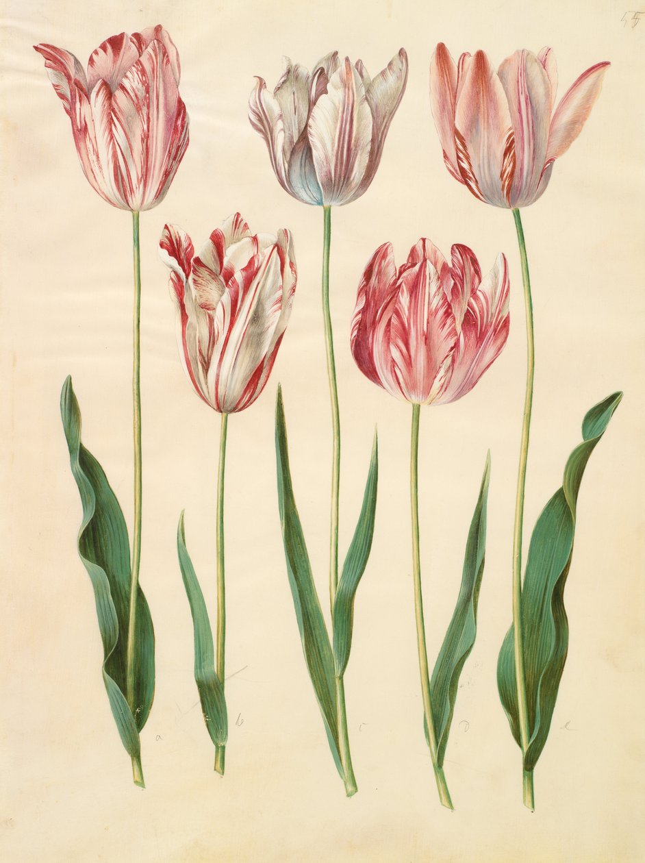 Tulipa gesneriana alkotó: Johannes Simon Holtzbecher