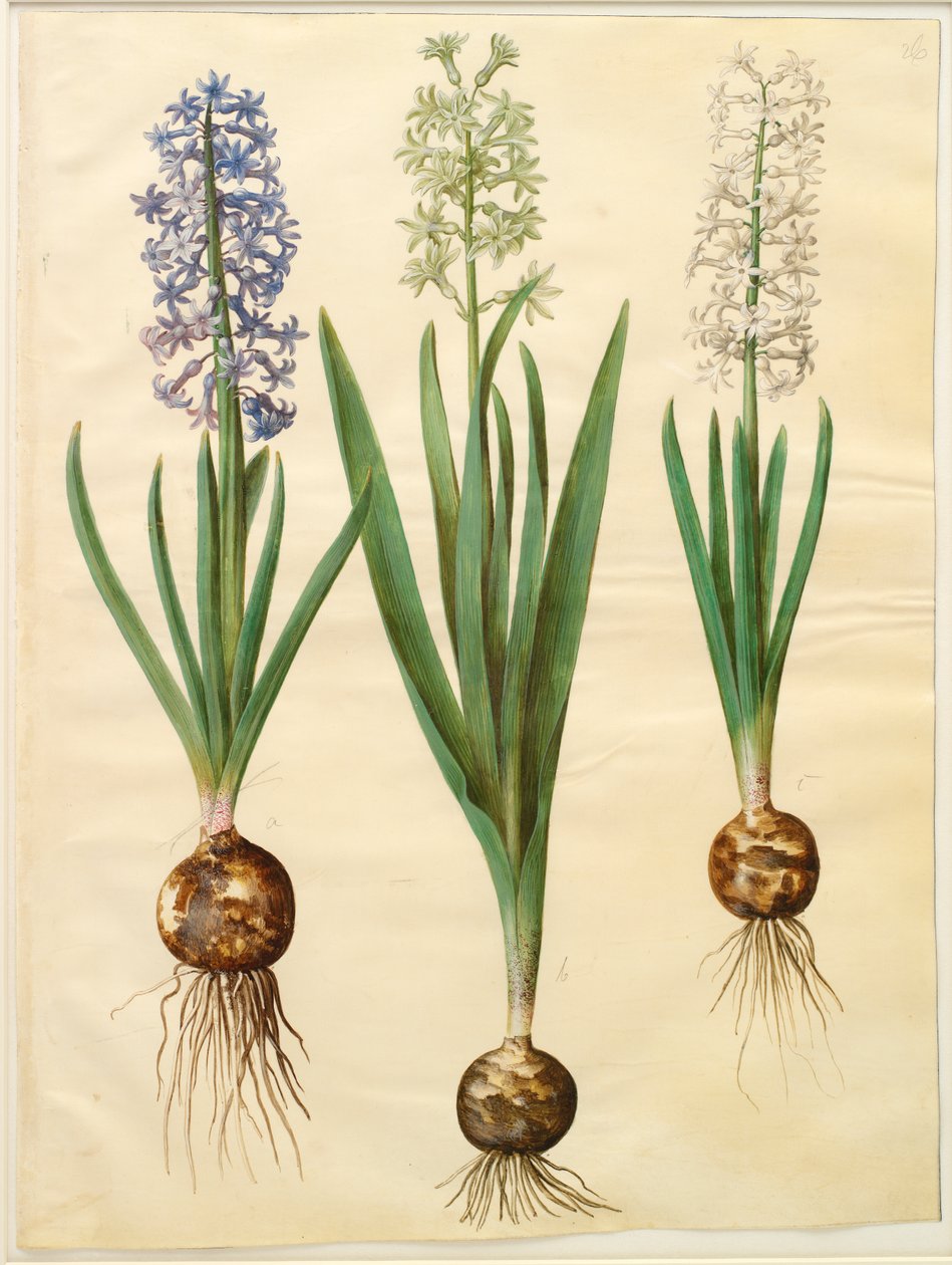 Hyacinthoides orientalis simp et pl alkotó: Johannes Simon Holtzbecker