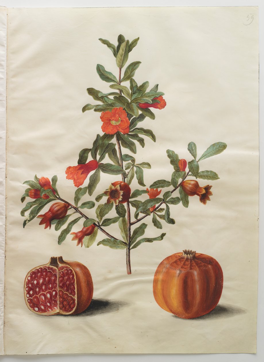 Punica granatum simp és pl alkotó: Johannes Simon Holtzbecker