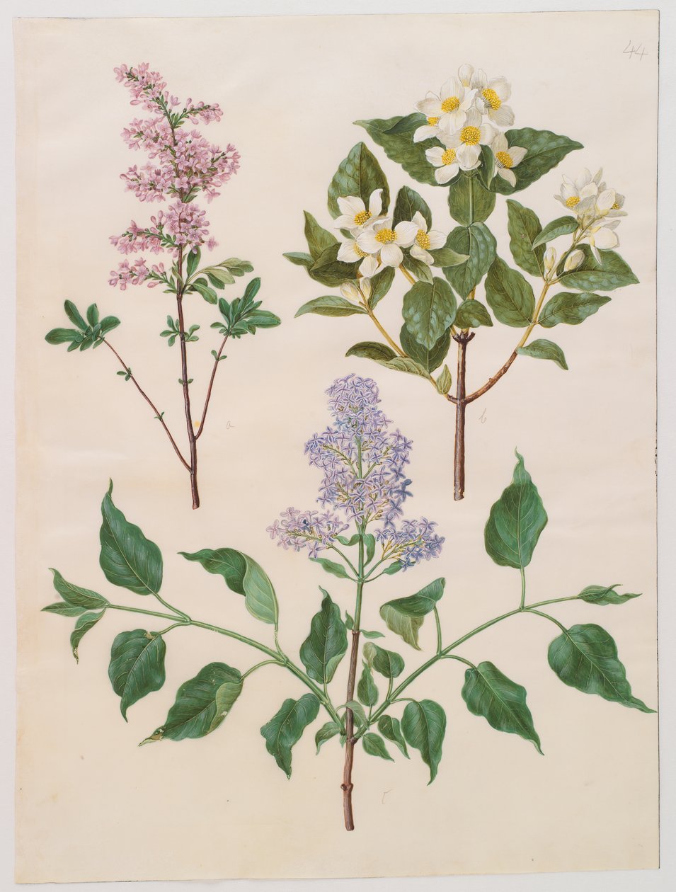 Syringa x persica; Philadelphus coronarius; Syringa vulgaris alkotó: Johannes Simon Holtzbecker