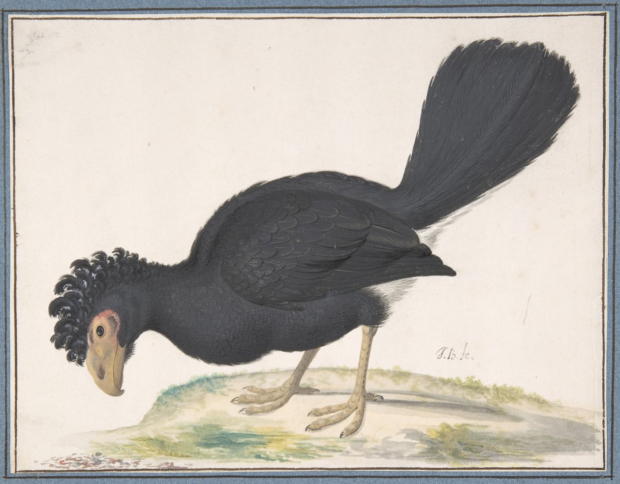 Egy fekete curassow, n.d. alkotó: Johannes Bronckhorst
