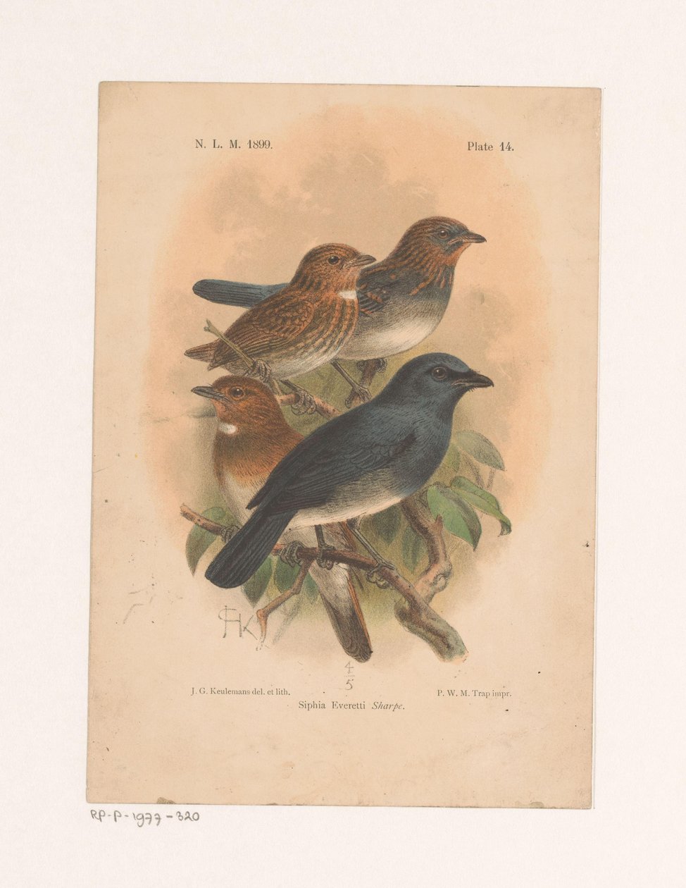 Négy madár egy ágon Siphia Everetti Sharpe (cím a tárgyon) alkotó: Johannes Gerardus Keulemans