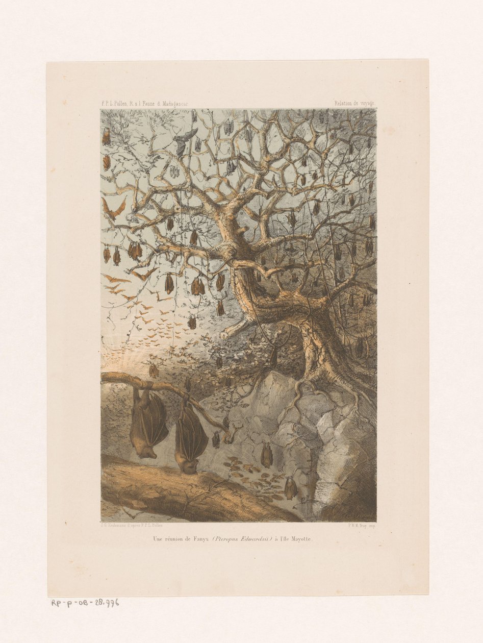 Vleermuizen in een boom Fanys (Pteropus Edwardsii) találkozója Mayotte-szigeten (cím a tárgyon) Utazási kapcsolat (sorozat címe az objektumon) alkotó: Johannes Gerardus Keulemans