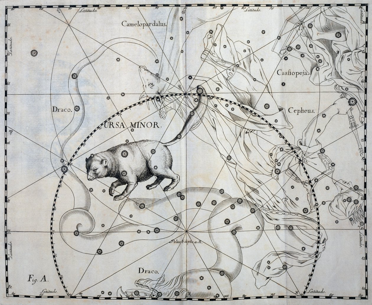 Kis Ursa, a Kis Ursa boreális csillagképe, metszet a Firmamentum Sobiescianum sive Uronographia égi atlaszból, Johann Hevelius (1611-1687), Gdansk alkotó: Johannes Hevelius