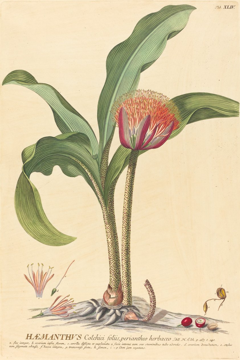Haemanthus alkotó: Johannes Jacob Haid and Johannes Elias Haid after Georg Ehret
