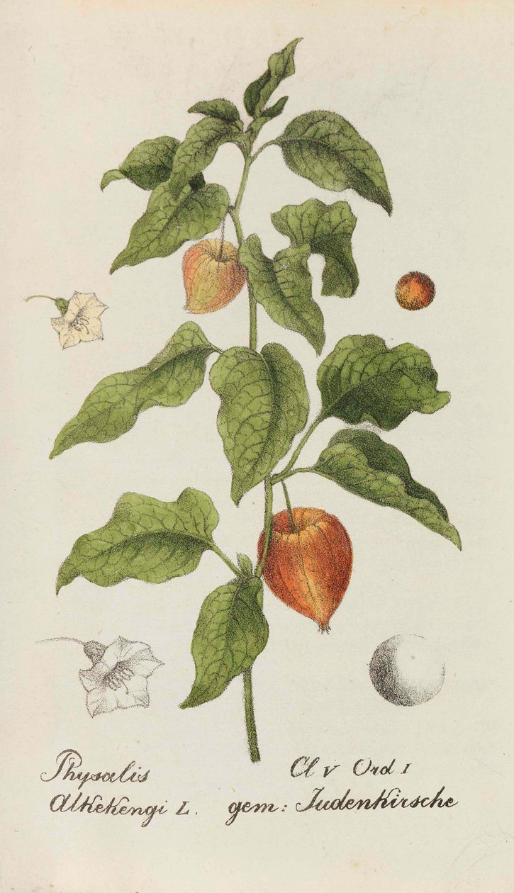 Svájci Növénygyűjtemény, 1825-1846. alkotó: Johannes Jacob Hegetschweiler