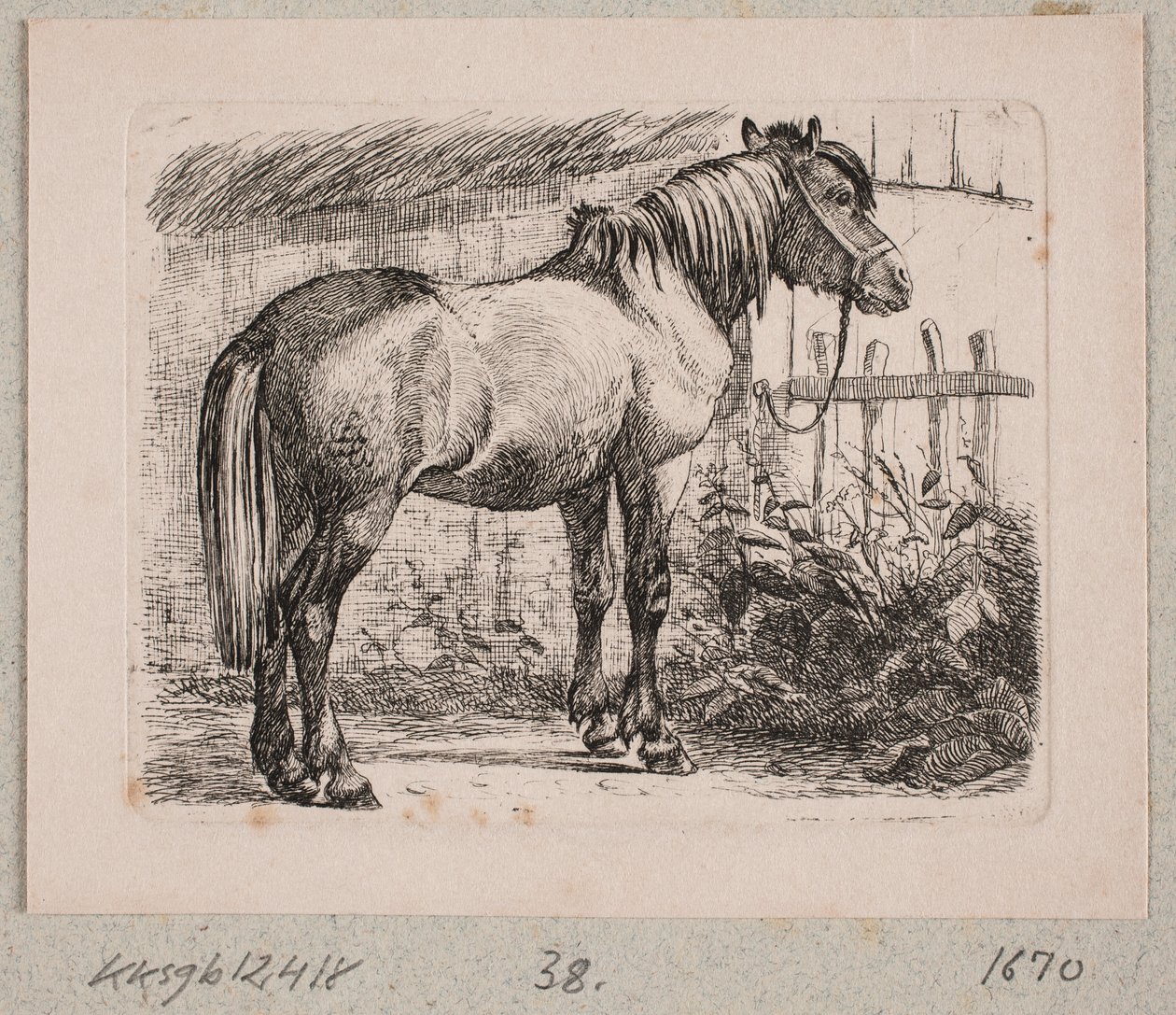 Egy ló kötőfékben alkotó: Johannes Wilhelm Zillen