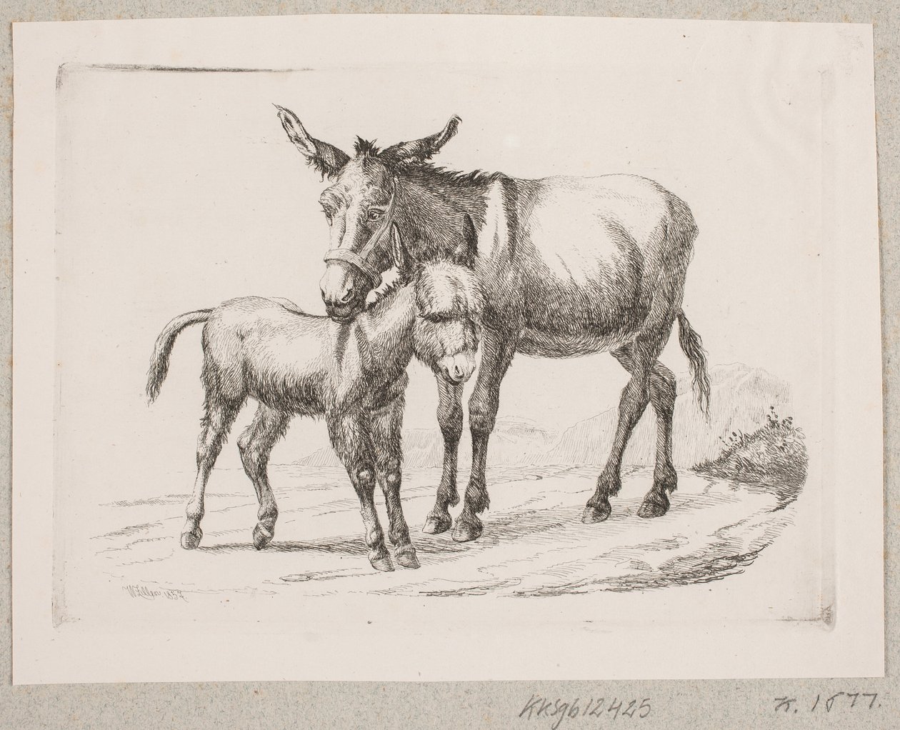 Egy szamár a csikójával alkotó: Johannes Wilhelm Zillen