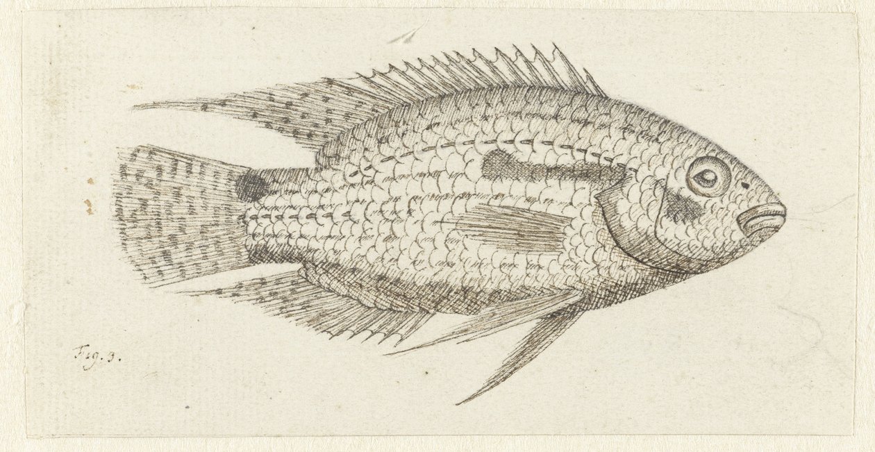 Trópusi halak Chromis epse alkotó: Johannes le Francq van Berkhey