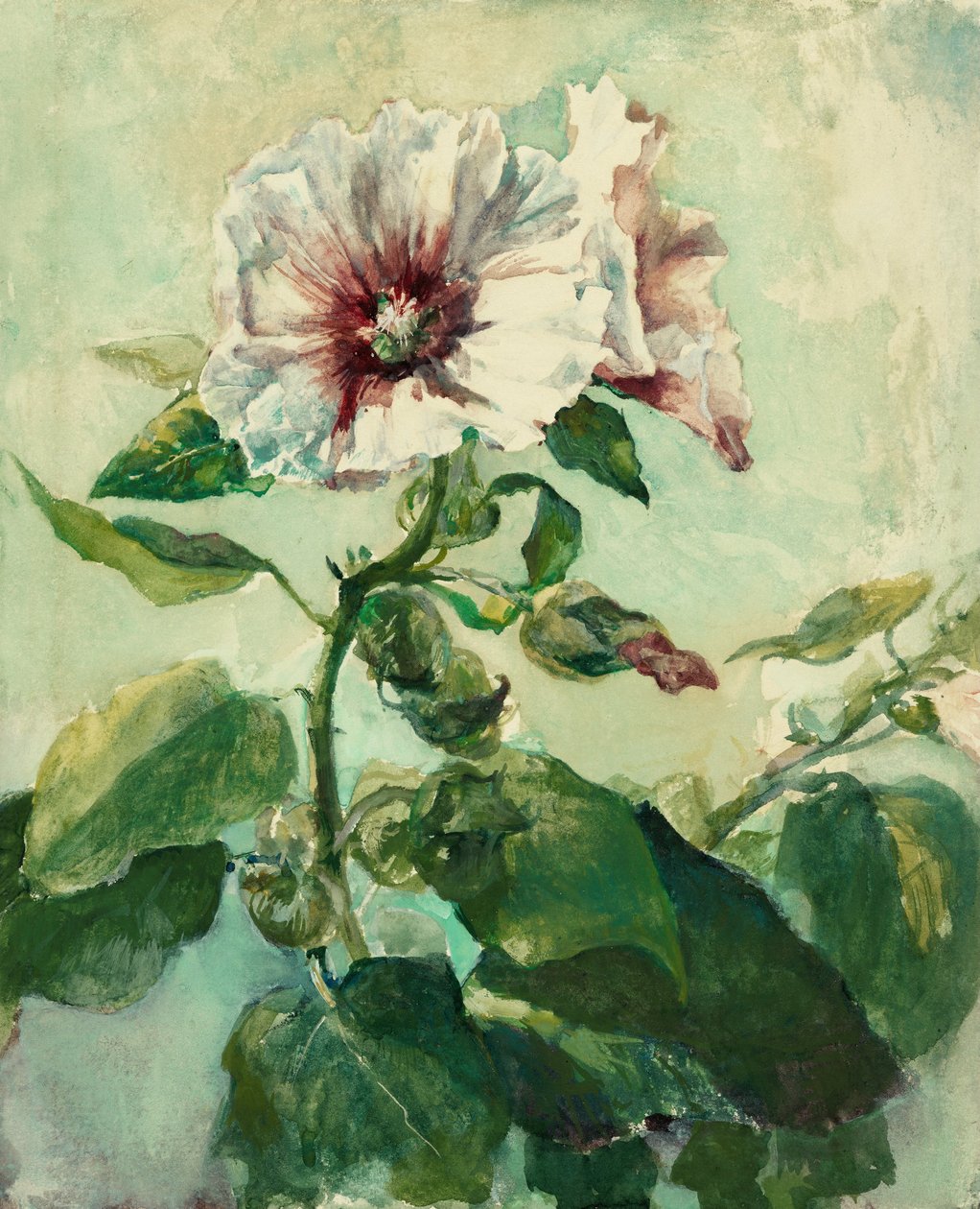 Tanulmány rózsaszín hollyhocks napfényben, a természet alkotó: John La Farge or Lafarge