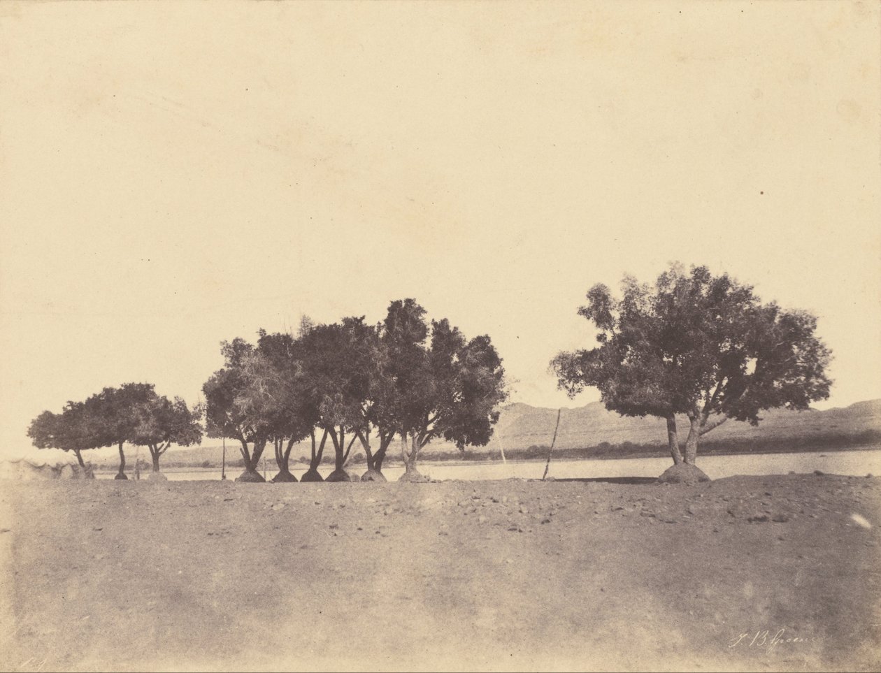 (Tanulmányok a sycomores -ról, Korosko) alkotó: John Beasly Greene
