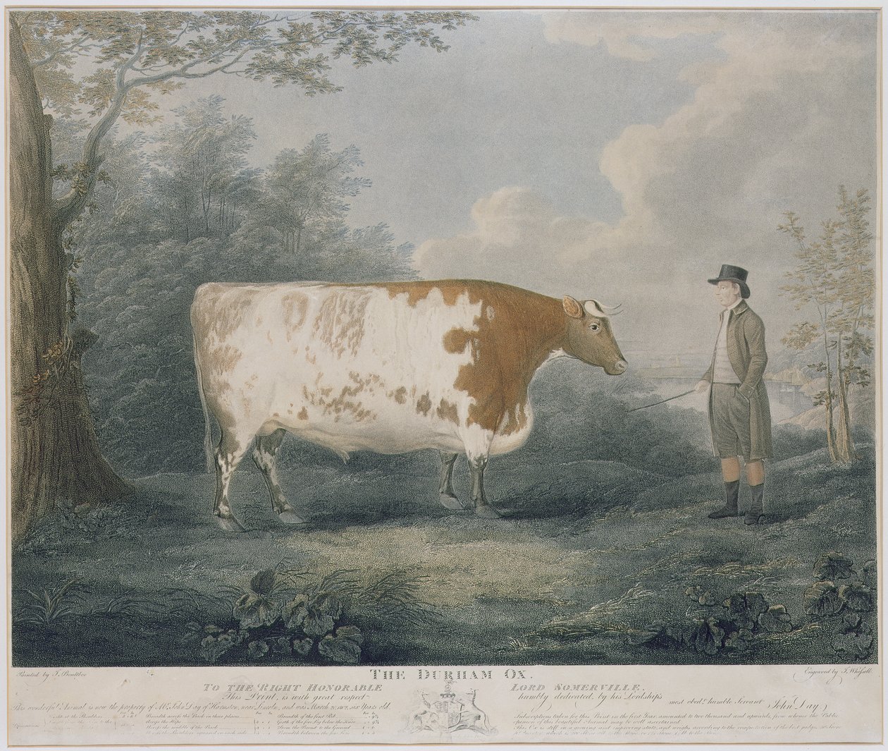A durhami ökör, J. Wessel metszet, 1802 (színes metszet) alkotó: John Boultbee