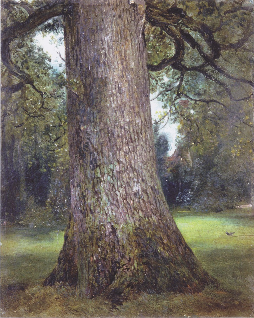 Tanulmány egy szilfáról alkotó: John Constable