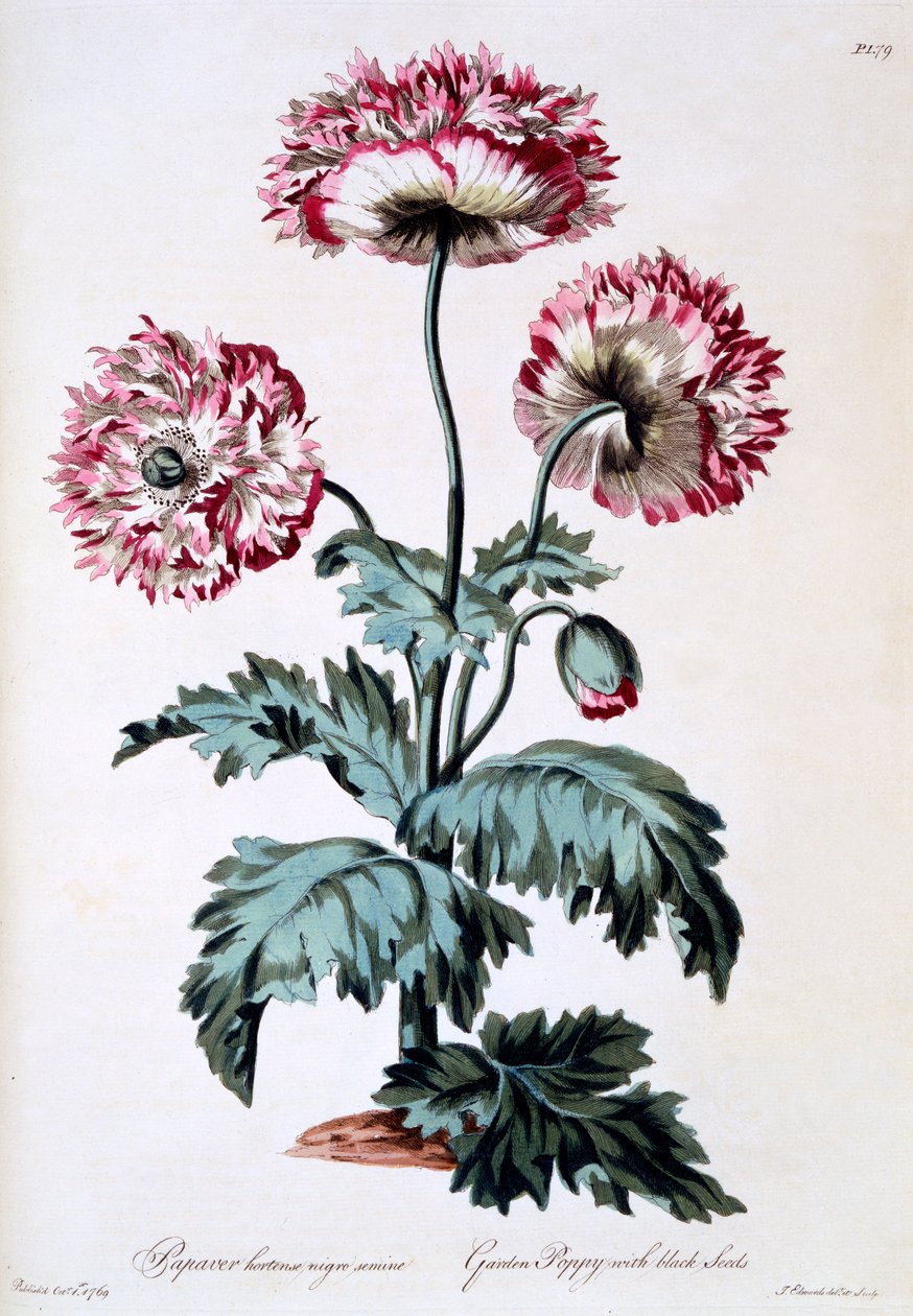 Kerti mák fekete maggal, illusztráció a „The British Herbalist” című könyvből, 1770 márciusában alkotó: John Edwards