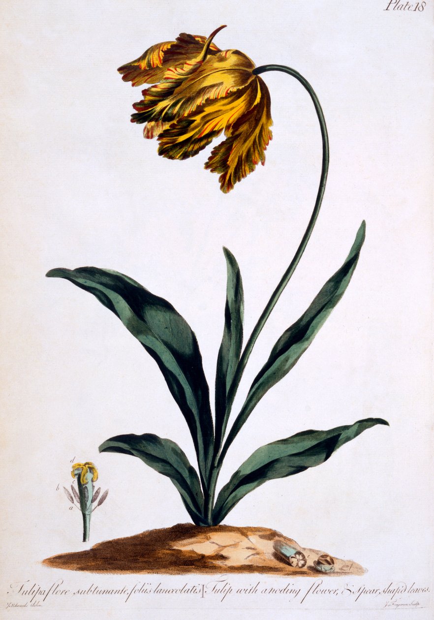 Tulipán eloxáló virággal és lándzsa alakú levelekkel (Parrot Tulipán), illusztráció a „The British Herbalist” című könyvből, 1770 márciusában megjelent alkotó: John Edwards