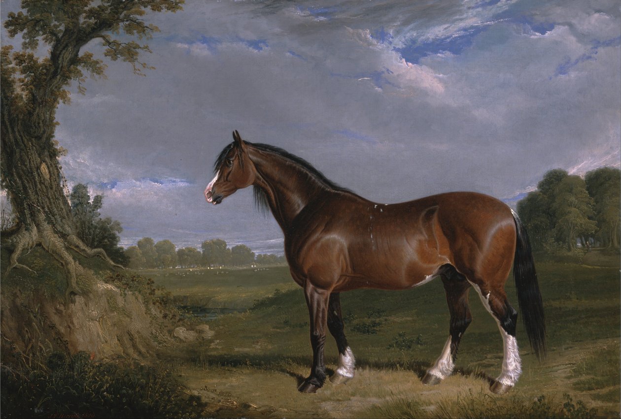 Egy Clydesdale -mén alkotó: John F. Herring