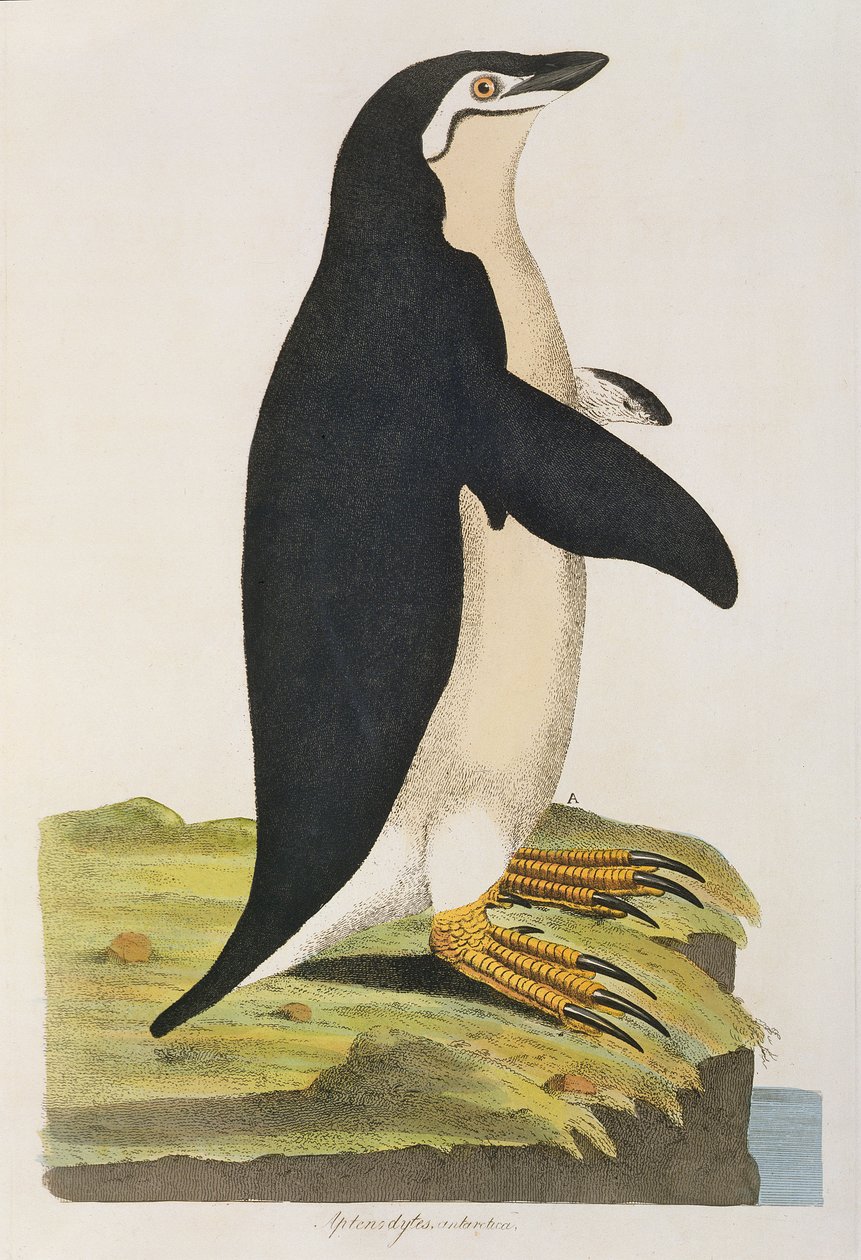 „Aptenodytes Antarctica”, illusztráció a „Cimelia Physica”-ból. Ritka és kíváncsi négylábúak, madarak figurái...