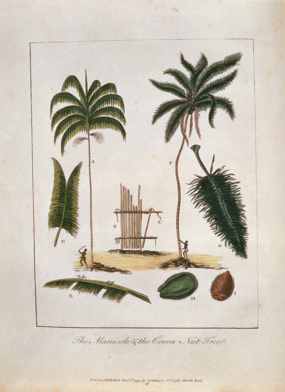 A Manicole and the Cocoa Nut Tree, az 1791-ben megjelent „Ötéves expedíció narratívája a surinami fellázadt négerek ellen 1772-77” című könyvéből (kézzel színezett metszet) alkotó: John Gabriel Stedman